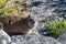 Animal Dassy on Table Mountain, Cape Town. Africa