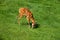 Animal deer eating grass