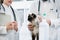 Animal doctor veterinarians examining cat in ICU of animal clini