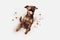 animal dog doggy cute canino background jump fly purebred white pet. Generative AI.