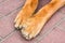 Animal Dog paws close up on red brick pavement