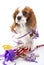 Animal dog pet puppy celebrate new year`s eve. Cute king charles spaniel dog in studio. Puppy with trumpet sylvester