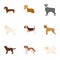 Animal, domestic, dachshund, and other web icon in cartoon style.Dachshund, husky, beagle, icons in set collection.