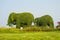 Animal elephant trees in the park