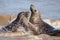 Animal emotion. Loving seal couple having fun in the sea