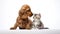 Animal_English_cocker_spaniel_dog_hugs_kitten_1