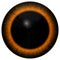 Animal eye orange and brown color