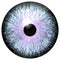 Animal eyeball with purple round, wolf 3d eye with dangerous view, isolated white background