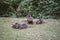 Animal families in natural environment. Wild baby coypu Myocastor Coypus following his mother. Coypu family with babies