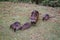 Animal families in natural environment. Wild baby coypu Myocastor Coypus following his mother. Coypu family with babies