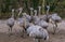 Animal family of common rheas together, group of of flightless birds, Near threatened animals from America