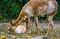 Animal family portrait of a mother vicuna with its baby, Specie related to the camel and