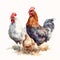 Animal_Farm_Hens_Watercolor1_1