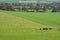 Animal farm on hilly green fields near Ivinghoe beacon