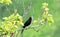 Animal and fauna , bird blackbird