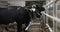 animal feeding, farm animal drinks water from tank in cow farm, looks at camera