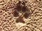 Animal, Foot prints, Sand, Wolf, Coyote, Dog