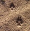 Animal, Foot prints, Sand, Wolf, Coyote, Dog