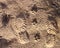 Animal, Foot prints, Sand, Wolf, Coyote, Dog