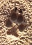 Animal, Foot prints, Sand, Wolf, Coyote, Dog