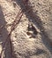 Animal, Foot prints, Sand, Wolf, Coyote, Dog