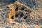 Animal footprint on sand close-up