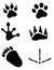 Animal Footprints