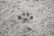 Animal footprints