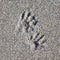 Animal footprints in coarsegrained sand