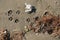 Animal footprints on plastic polluted sandy beach contaminated ecosystem, italy
