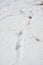 animal footprints in the snow in the forest