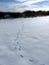 Animal Footprints in the Snow heading into tall grass with blue sky