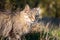 An animal in the forest basks in the sun. Closeup portrait of a homeless cat. A gray cat is sitting in the tall grass. The concept