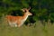 Animal in forest. Bellow majestic powerful adult Fallow Deer, Dama dama, in autumn forest, Dyrehave, Denmark, Wildlife scene from