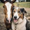 Animal friends: A and a horse sniffing at each other in spring outdoors. Horses and dogs concept