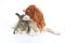 Animal friends. True pet friends. Dog rabbit bunny lop animals together on white studio background. Pets love