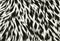 animal fur furry closeup texture.