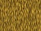 Animal fur texture- tiger fat cat