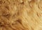 ANIMAL FURS SKIN LION FUR