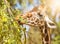 Animal giraffe eats leaves, close-up portrait