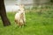 The animal goat with a long white dirty hair and long beautiful horns stands on the grass on the shore of the pond. He chews the