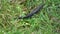 Animal Great crested newt Triturus cristatus in spring grass