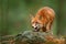 Animal, green environment, stone. Fox in forest. Cute Red Fox, Vulpes vulpes, at forest with flowers, moss stone. Wildlife scene f