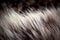 Animal hair,