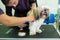 An animal hairdresser girl gives a haircut to a small Shih Tzu dog in a grooming salon