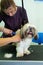 An animal hairdresser girl gives a haircut to a small Shih Tzu dog in a grooming salon