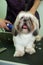 An animal hairdresser gives a haircut to a small Shih Tzu dog in a grooming salon. Women& x27;s hands close-up