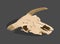 Animal head bones, scull