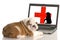 Animal health online