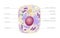 Animal human cell structure educational science. Microscope 3d eukaryotic nucleus organelle medicine technology analysis